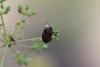 63488 – Photo : pierric – France (88)