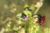 63661 – Photo : pierric – France (88)