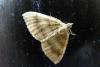 63168 – Photo : Barrie Yorke – France (31)