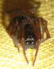 Amaurobius sp.