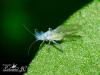 63229 – Photo : Jean Claude Lutrand – France (76)