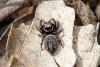 63781 – Photo : henri maleysson – France (83)