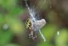 63665 – Photo : pierric – France (88)