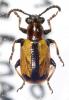 63228 – Photo : Arthropa - Benoit Martha – France (13)