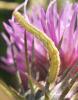 63431 – Photo : Philippe Mothiron – France (64)