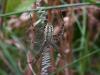 63435 – Photo : Jean DEXHEIMER – France (40)