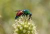 63869 – Photo : Streito Jean-Claude – France (34)