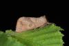 63453 – Photo : Samuel DUCEPT – France (86)