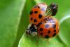 Harmonia axyridis