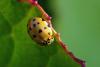 63261 – Photo : Bernard DELEFOSSE – France (84)