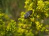 63471 – Photo : clovis – France (59)