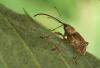Curculio elephas