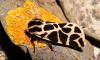 63101 – Photo : Arnaud Jean-Pierre – France (09)