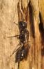 63771 – Photo : congo – Belgique