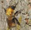 Bombus pascuorum