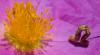 63176 – Photo : pendruc – France (83)