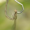 63650 – Photo : Collavizza Jean-Marie – France (13)