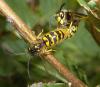 63479 – Photo : Thomas Cherpitel – France (49)