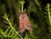 63451 – Photo : Denis Vandromme – France (36)