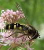 63688 – Photo : Elisabeth A. Harris – Royaume-Uni