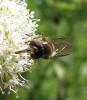 63689 – Photo : Elisabeth A. Harris – Royaume-Uni