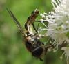 63690 – Photo : Elisabeth A. Harris – Royaume-Uni