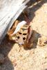 63254 – Photo : globetrotter – Namibie