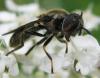 Pipizella sp.