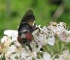 63635 – Photo : Elisabeth A. Harris – Royaume-Uni