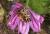 63822 – Photo : eudemis – France (33)