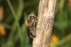 63746 – Photo : eudemis – France (33)