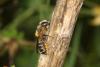63747 – Photo : eudemis – France (33)