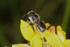 63938 – Photo : eudemis – France (33)