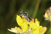 63939 – Photo : eudemis – France (33)