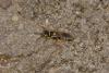 63871 – Photo : eudemis – France (33)