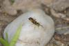 63873 – Photo : eudemis – France (33)