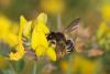 63941 – Photo : eudemis – France (33)