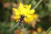 63943 – Photo : eudemis – France (33)