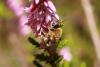 63440 – Photo : eudemis – France (33)
