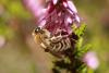 63441 – Photo : eudemis – France (33)