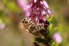 63442 – Photo : eudemis – France (33)