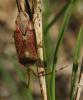 63467 – Photo : Frederic Le Touze – France (76)