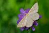 63121 – Photo : Bernard DELEFOSSE – France (26)