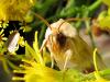 63731 – Photo : PREVOT – France (57)
