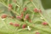 63122 – Photo : basc – France (20)