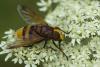 63986 – Photo : Michel Renou – France (91)