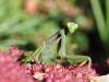 63883 – Photo : CUCHET Gerard – France (38)