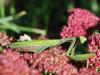 63882 – Photo : CUCHET Gerard – France (38)