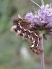63439 – Photo : Gilles SALAMA – France (31)