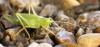 63854 – Photo : David Guedon – France (76)